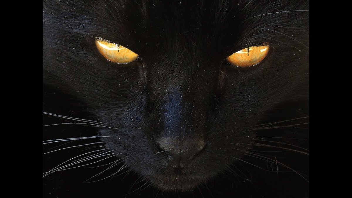Черная кошка с желтыми глазами