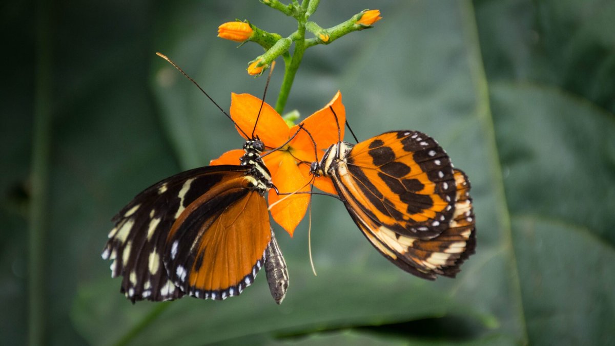 Бабочка тигровая Менелай