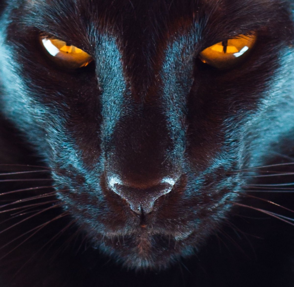 Черная пантера с зелеными глазами