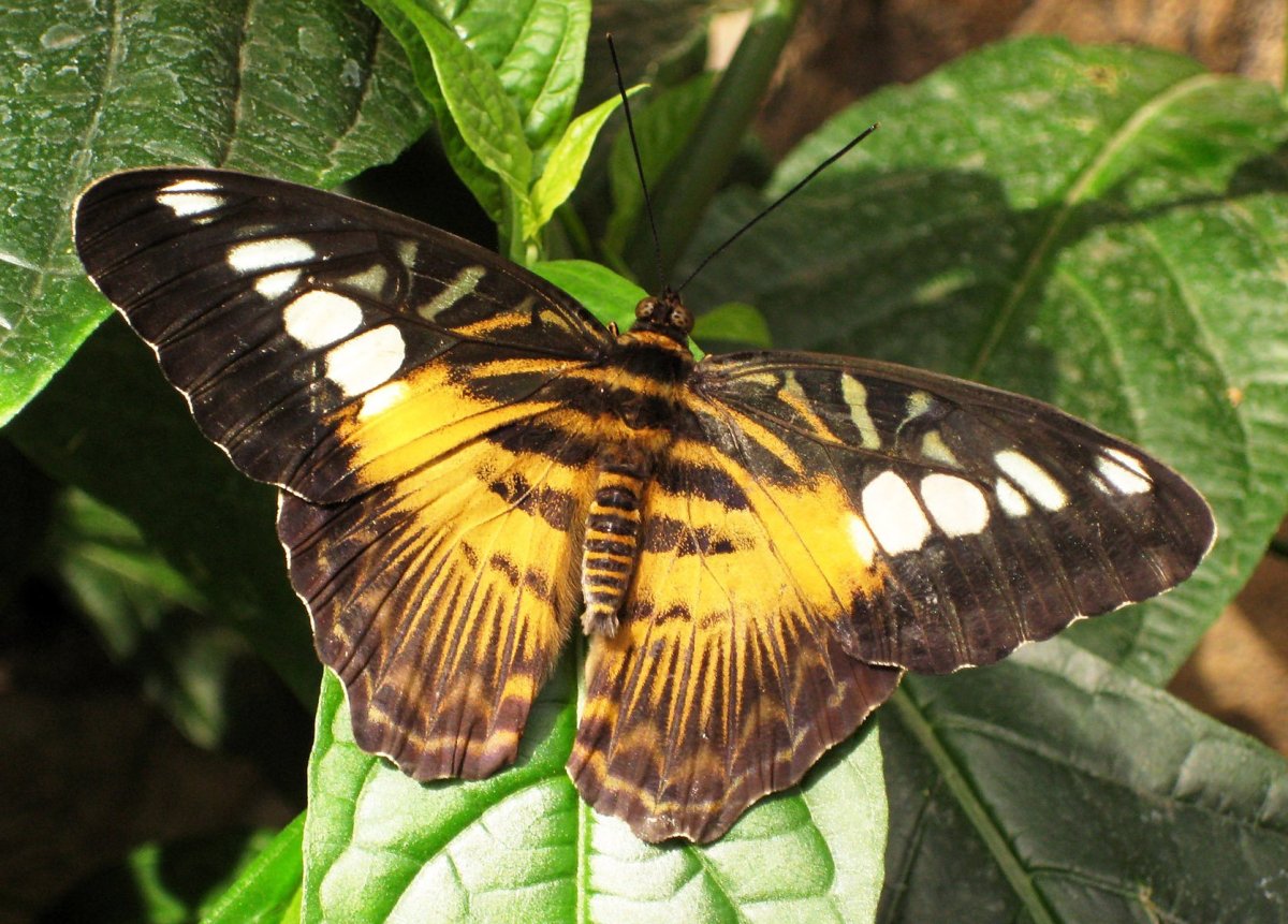 - Павлиний глаз, - Махаон, - Адмирал.