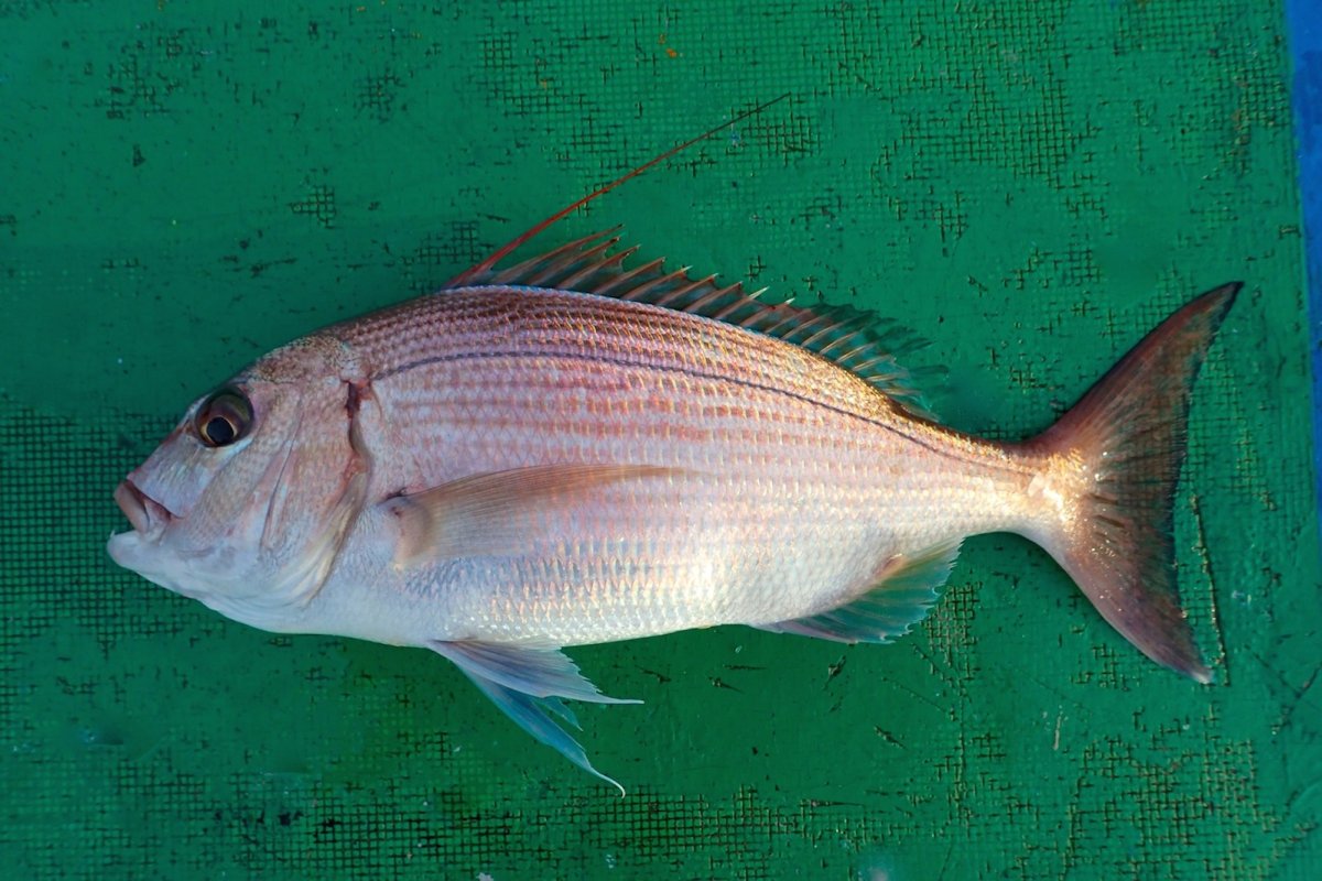 Diplodus vulgaris