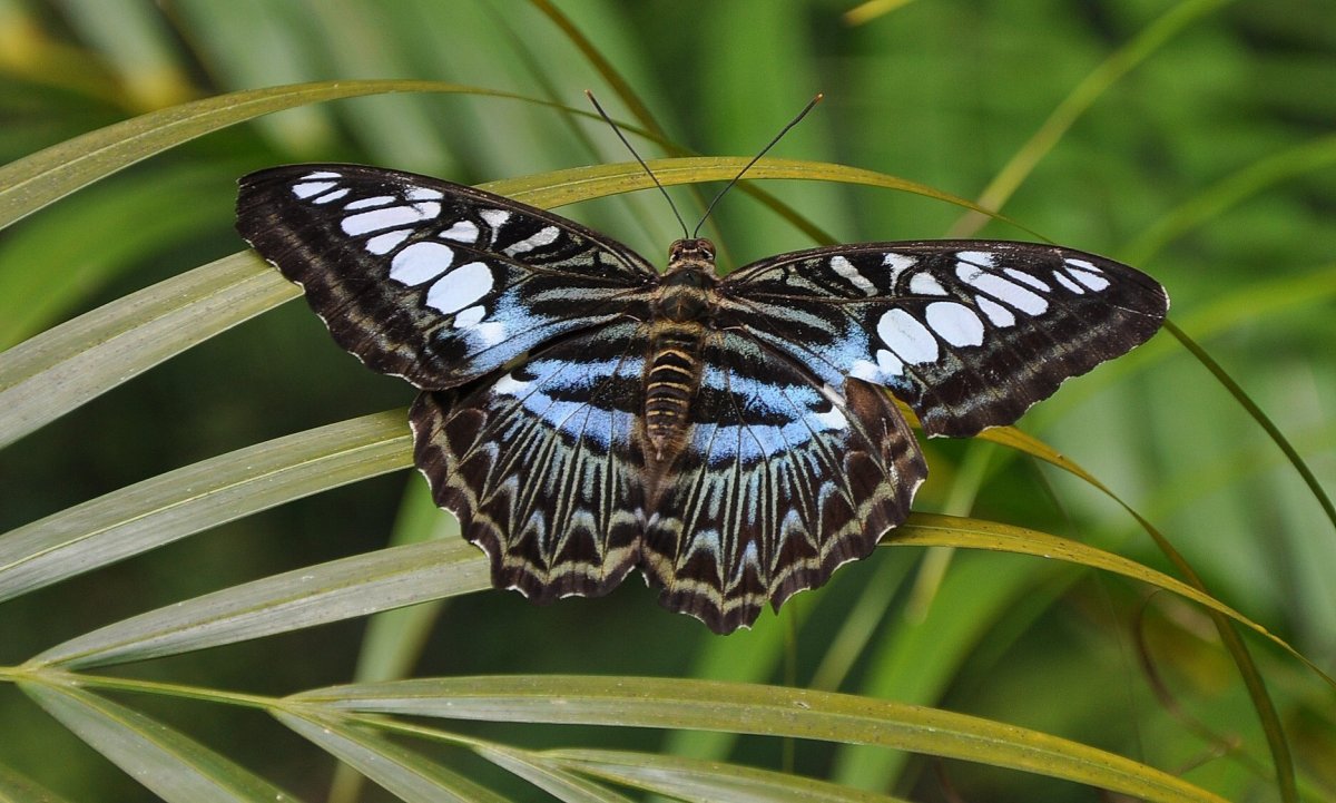 Parthenos Sylvia бабочка