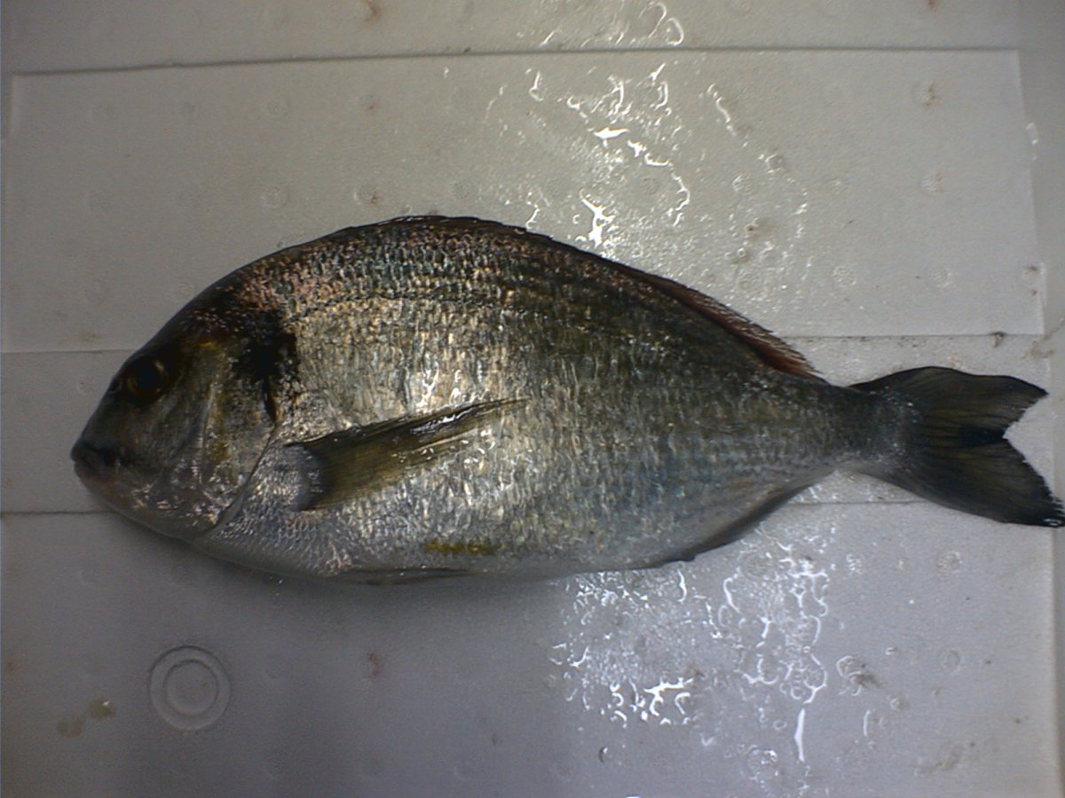 Морской карась Зубарик