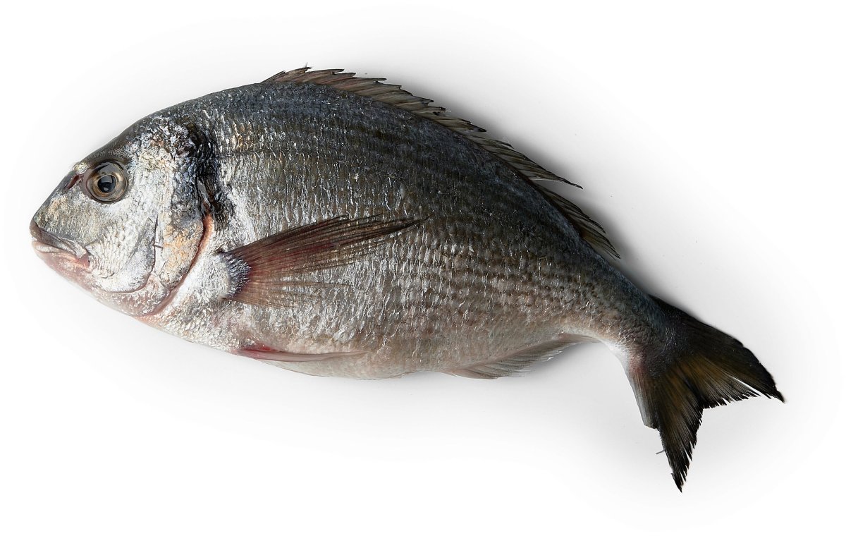 Морской карась дорадо цены