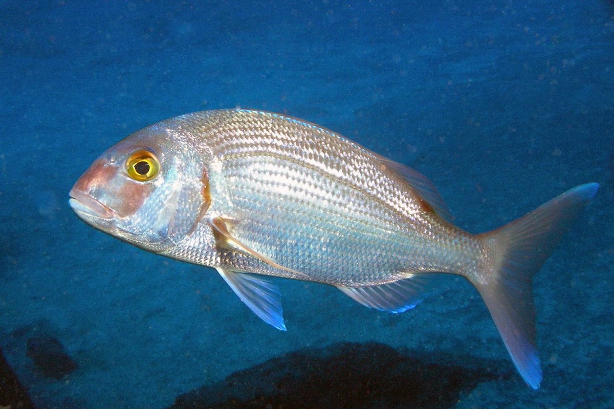 Самая большая Дорада