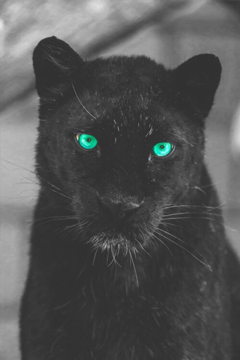 Черная пантера с зелеными глазами