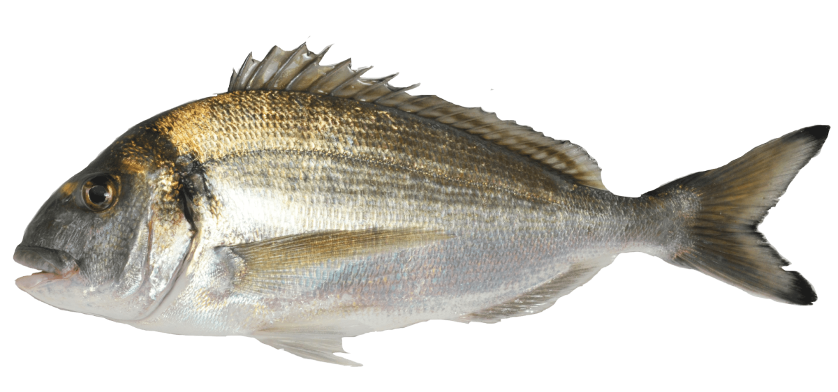 Пиранья Гери