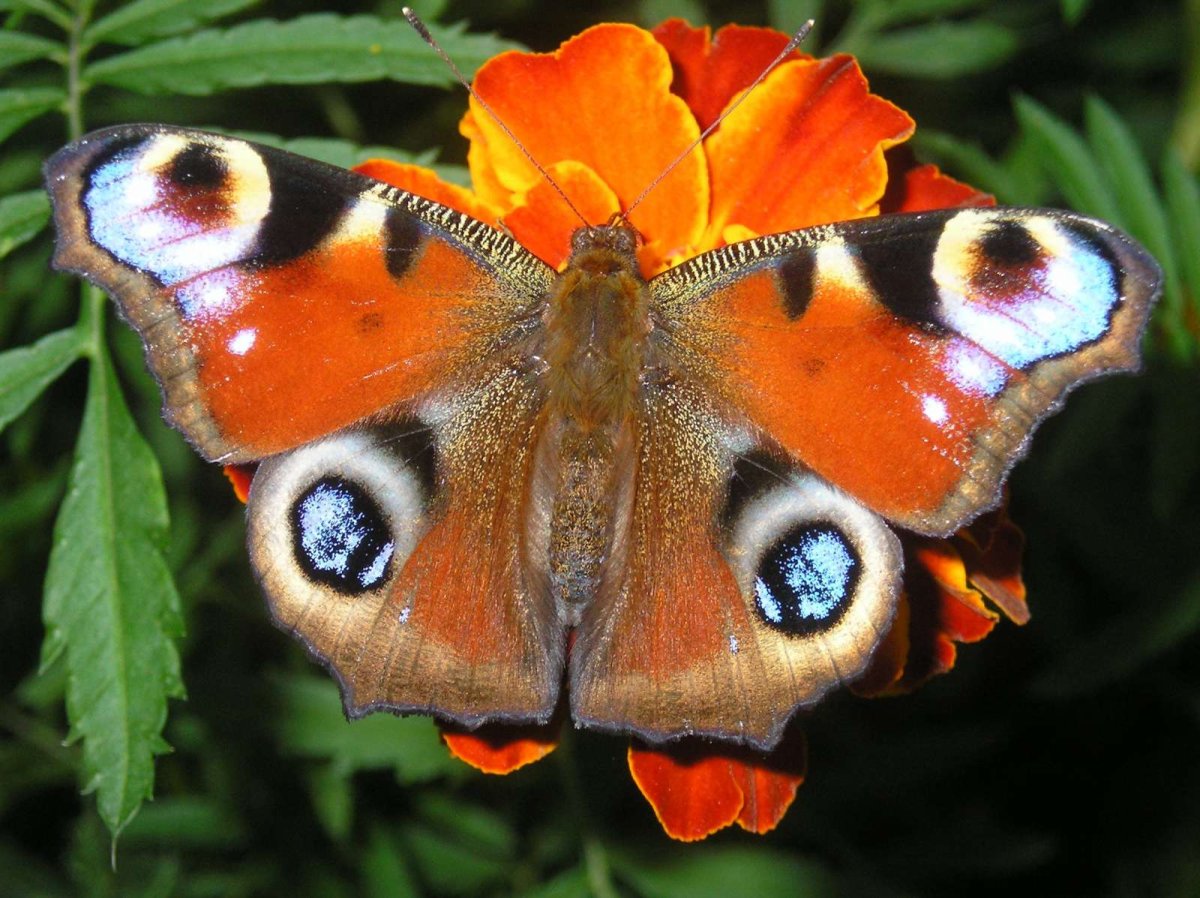 Голубой тигр бабочка