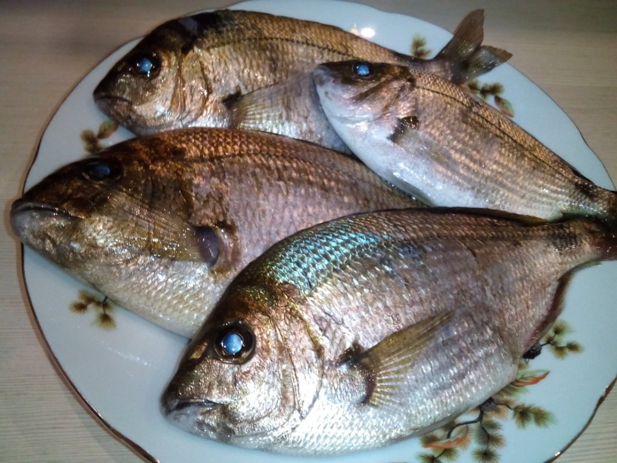 Морской карась дорадо