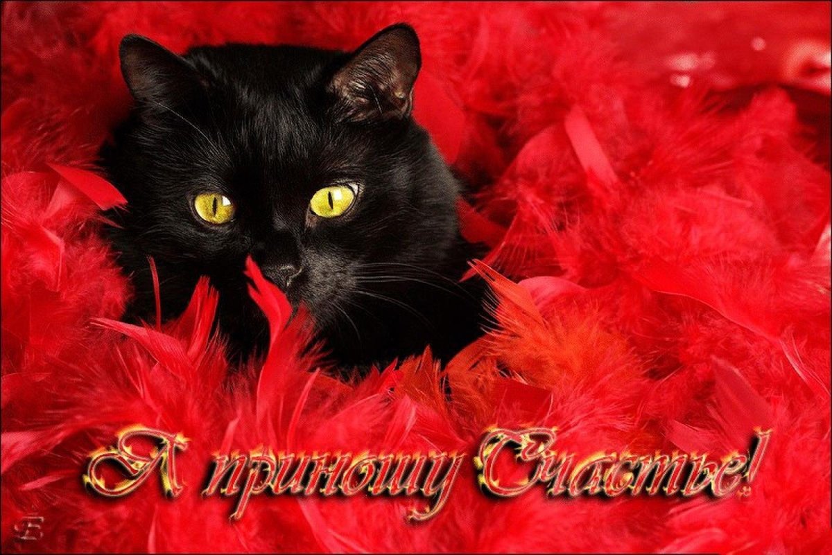 Красный котенок