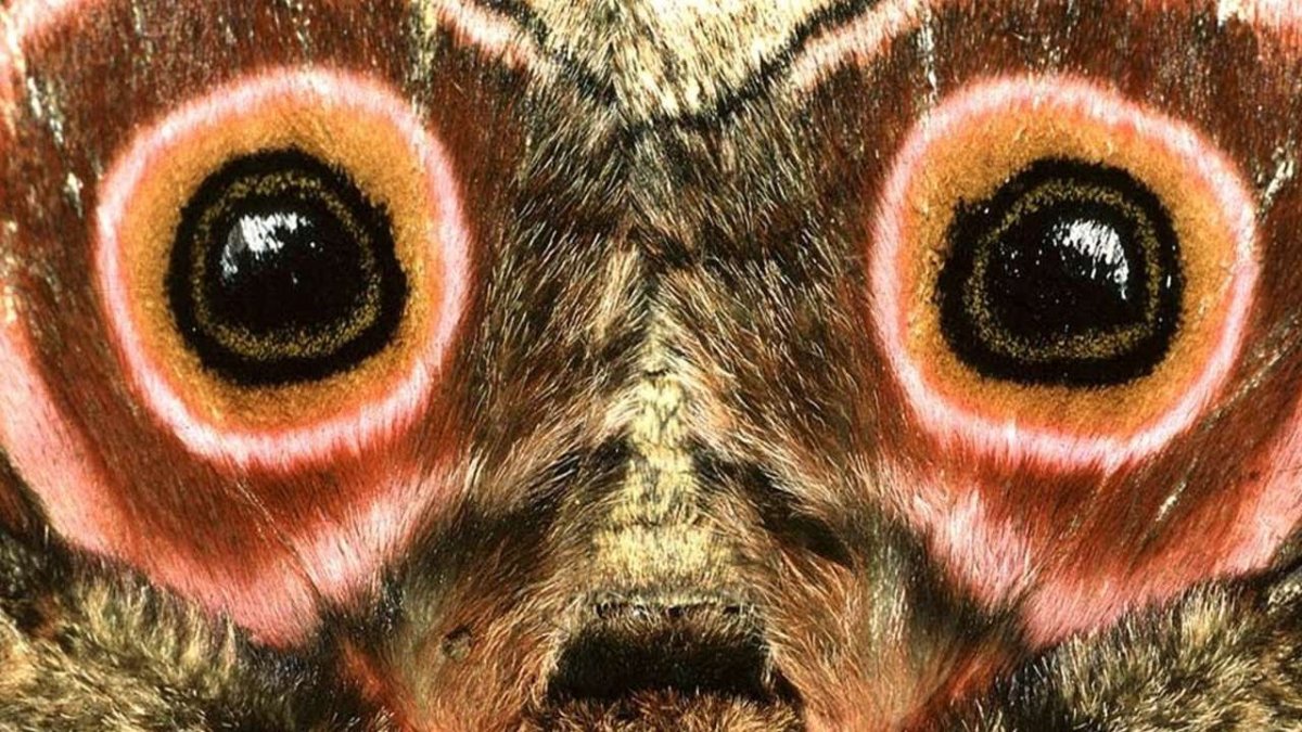 Махаон павлиний глаз