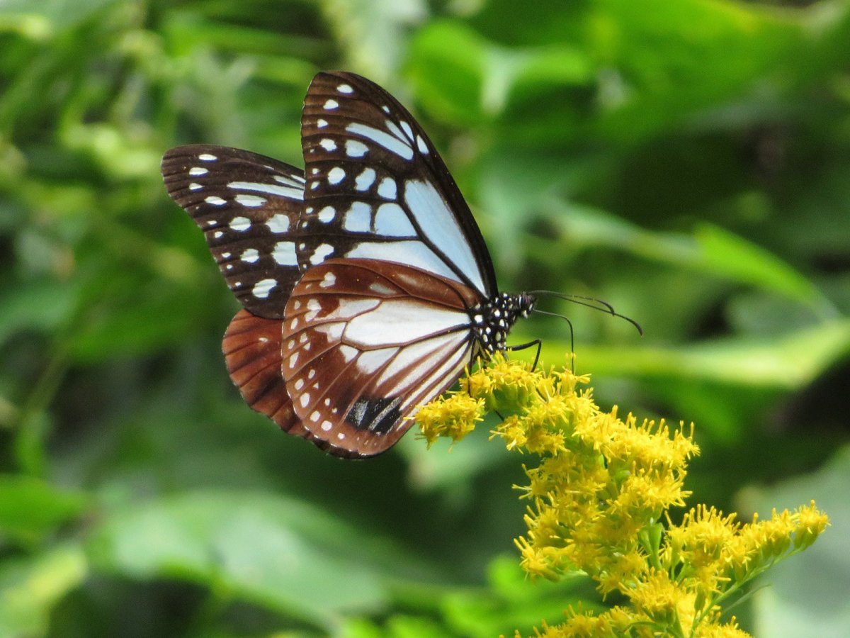 Нимфалиды бабочки Махаон