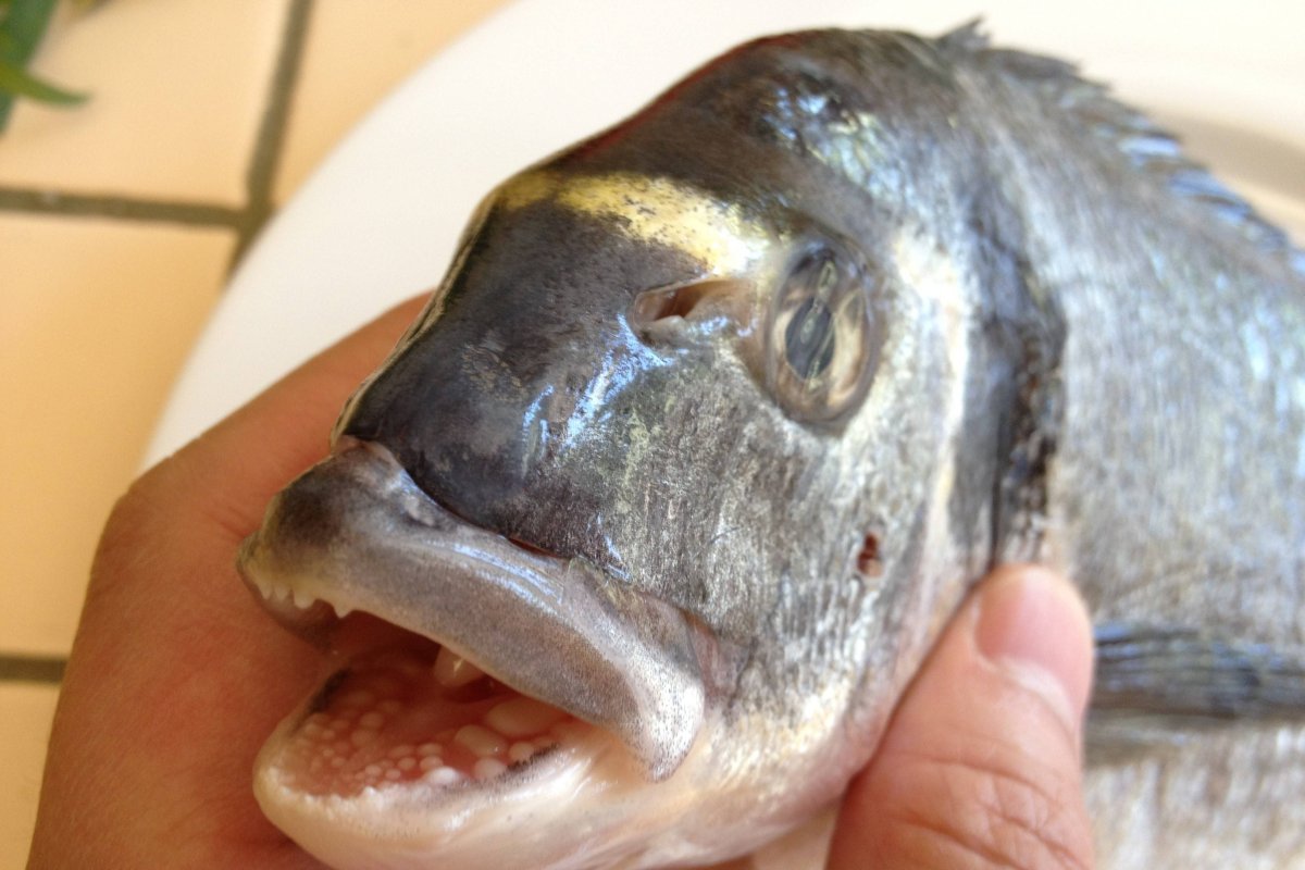 Морской карась дорадо