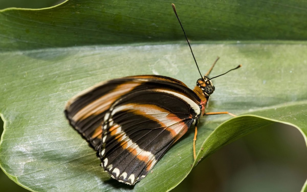 Мимикрия бабочек