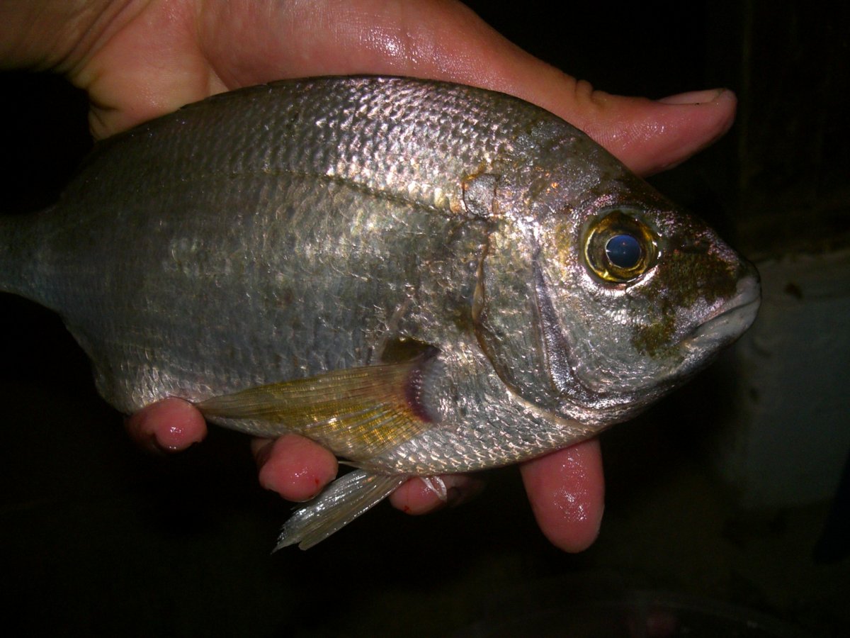 Синагрида (Зубан