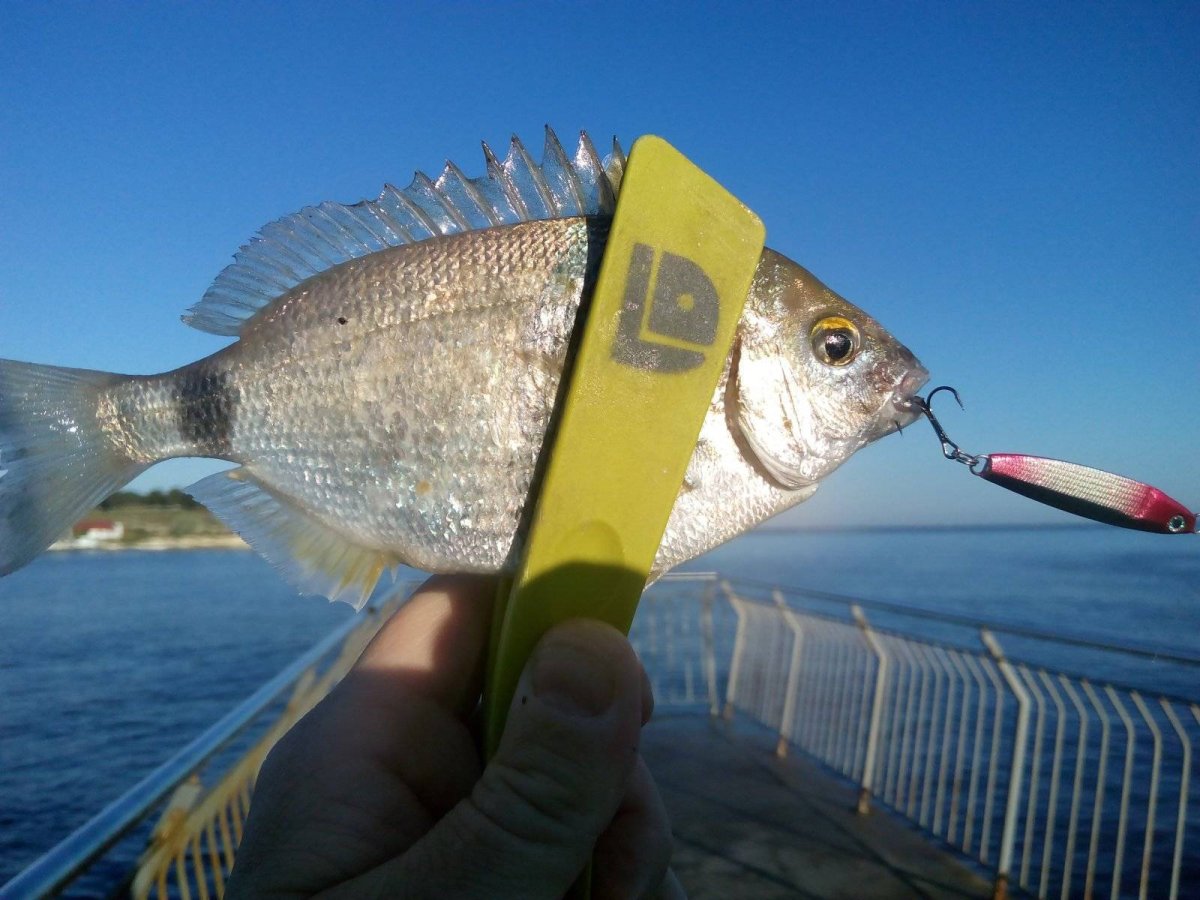 Розовая дорадо