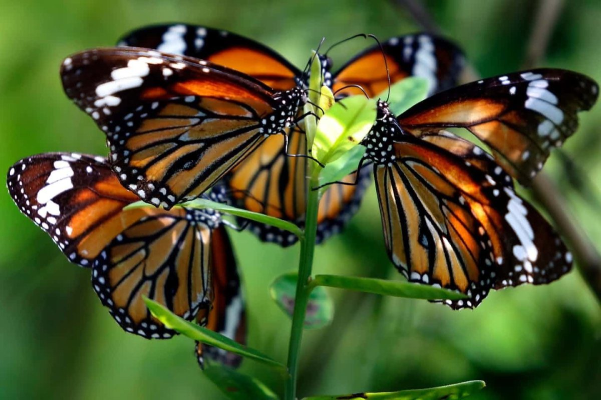 Бабочка Danaus genutia