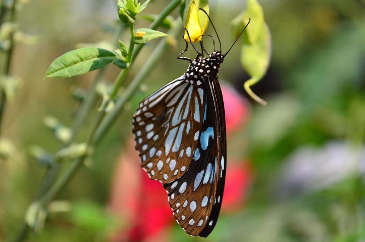 Желтая бабочка Махаон