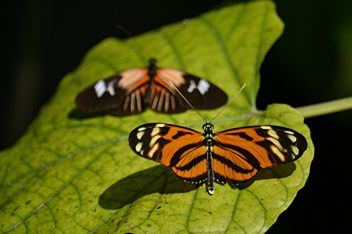 Бабочка тигровая Геликония