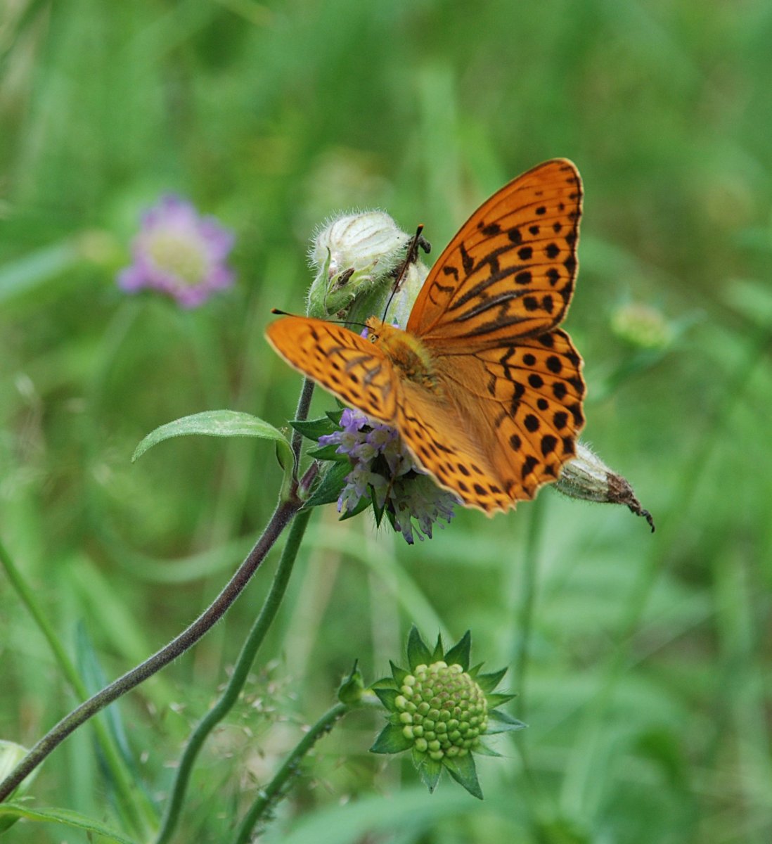 Большая Перламутровка valesina