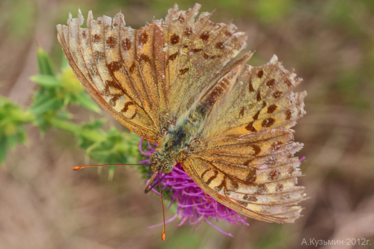 Бабочки моли золотистая