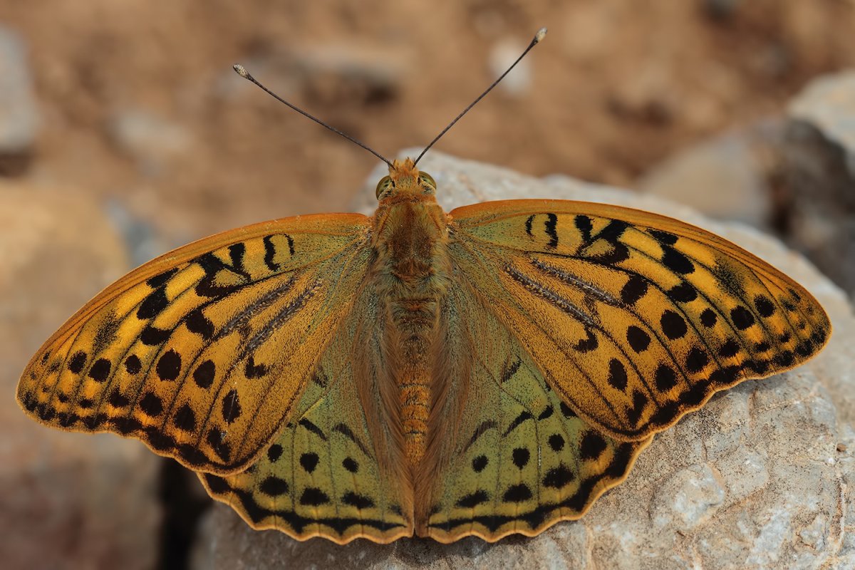 Бабочка Перламутровка большая Лесная