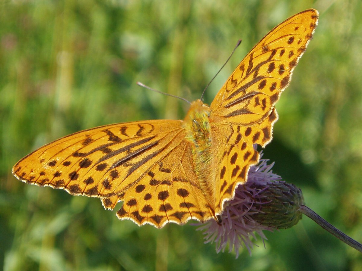 Цветок Перламутровка