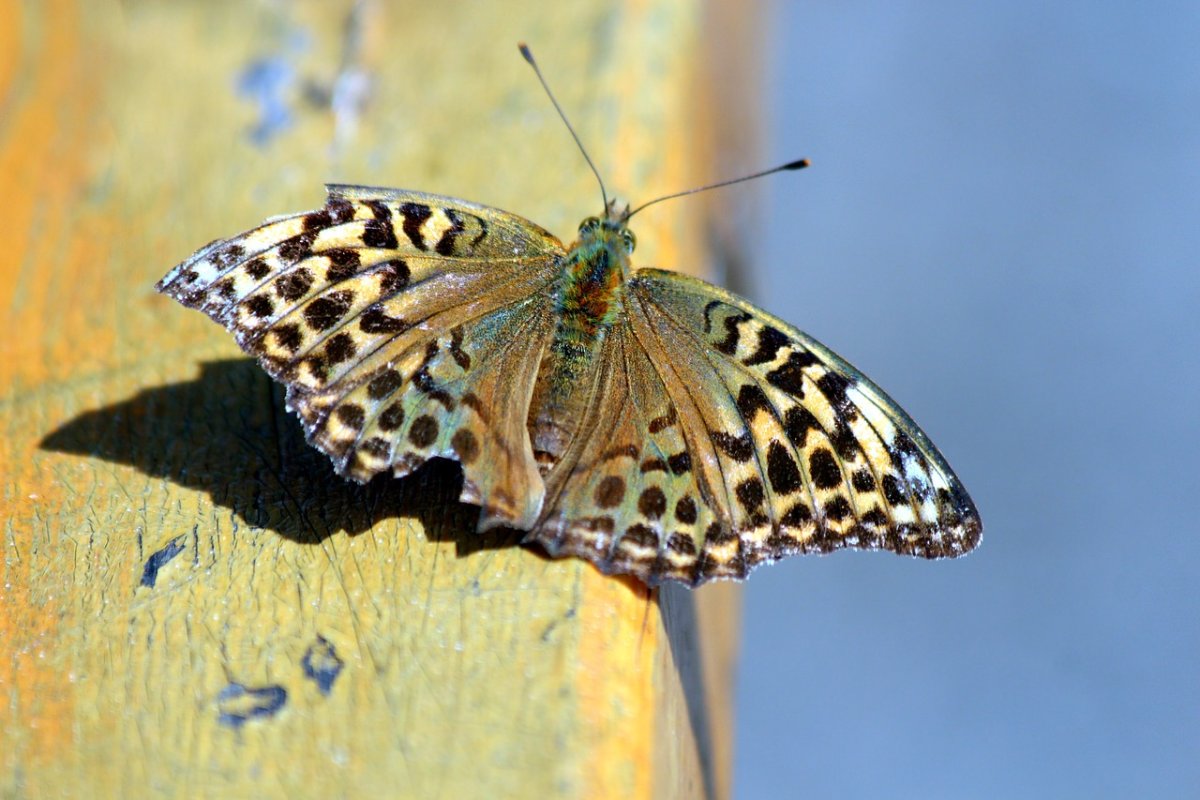 Argynnis Zenobia (Перламутровка Зенобия)