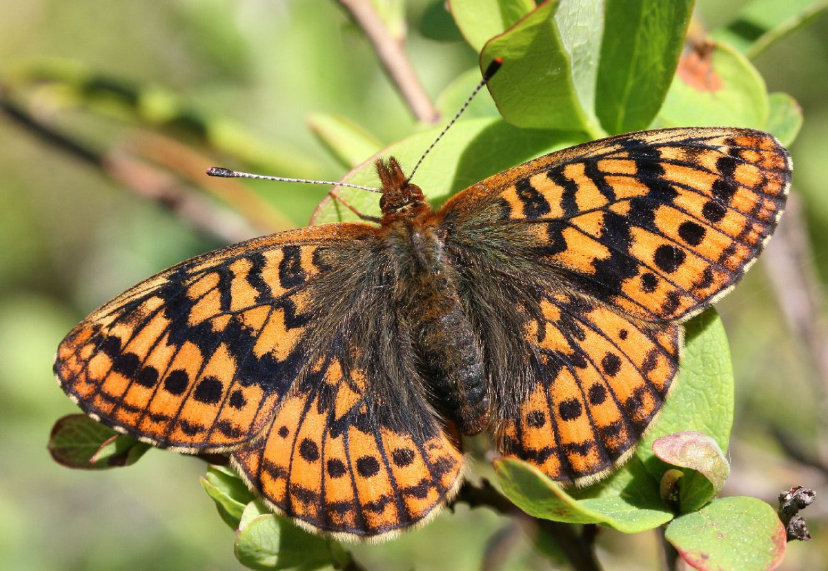 Степные бабочки