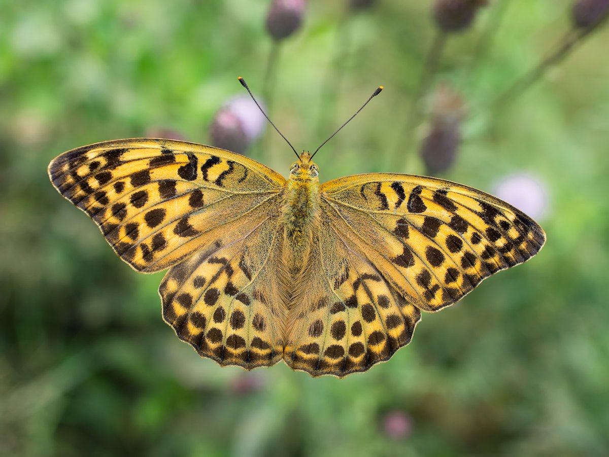 Перламутровка большая Лесная