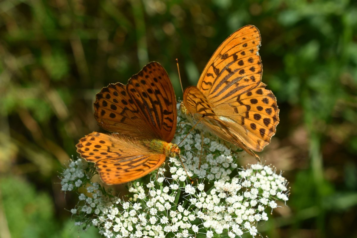 Полярная бабочка Перламутровка