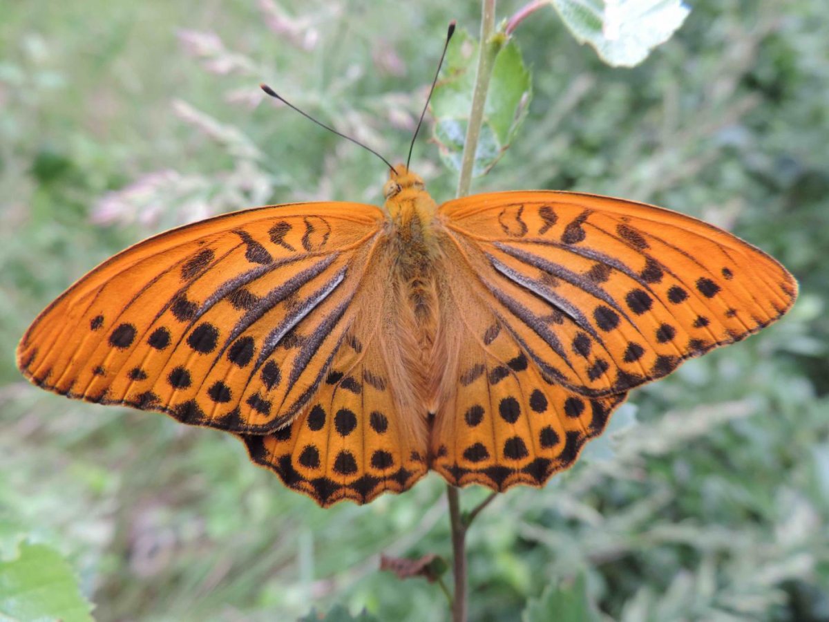 Перламутровка большая Лесная