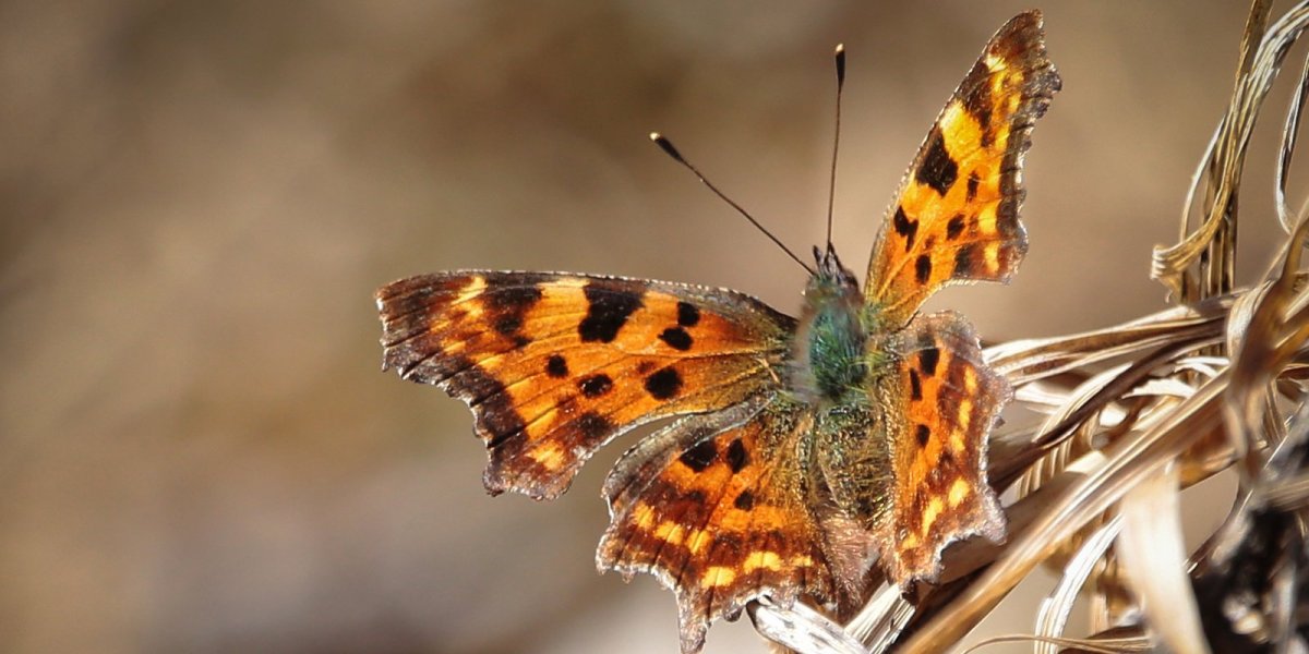 Оранжевая бабочка