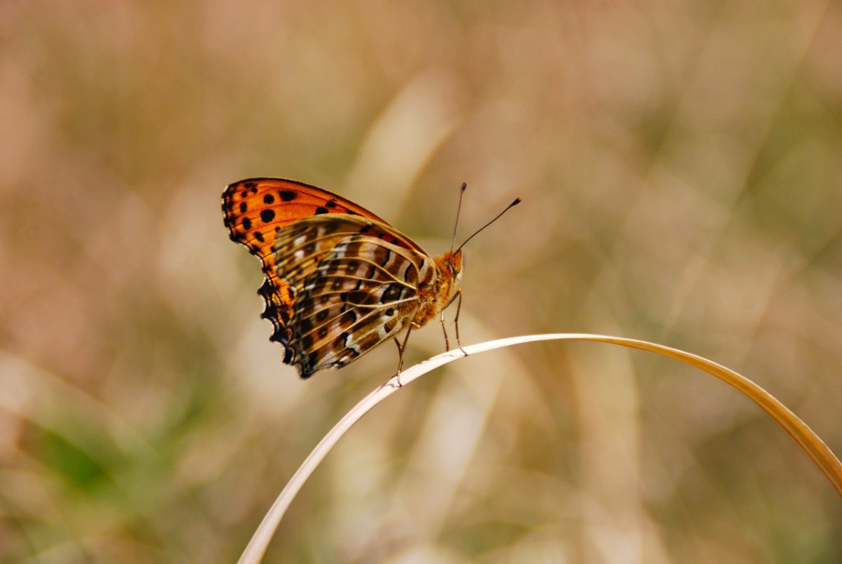Перламутровка Евгения