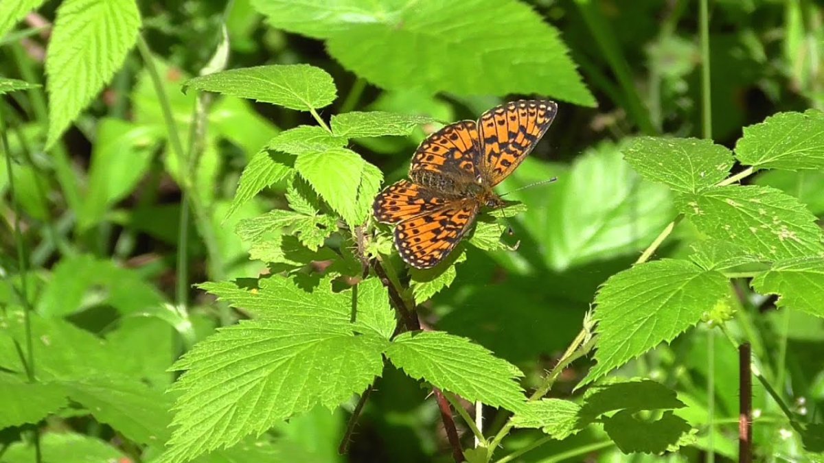 Бабочка рябчик