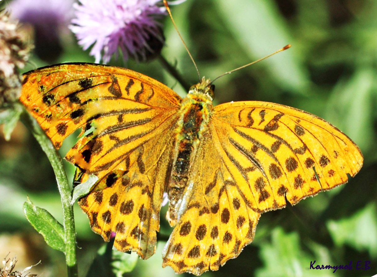 Перламутровка Селена Восточная