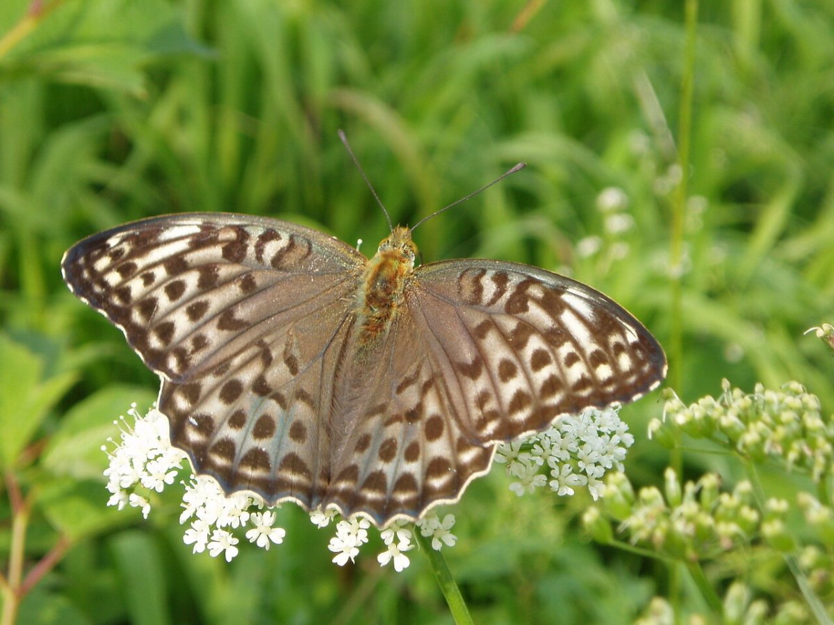 Перламутровка большая Лесная