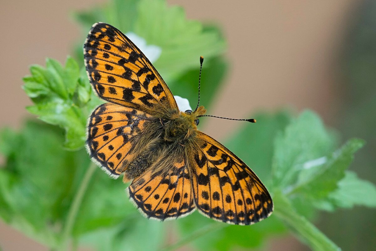 Бабочка Углокрыльница