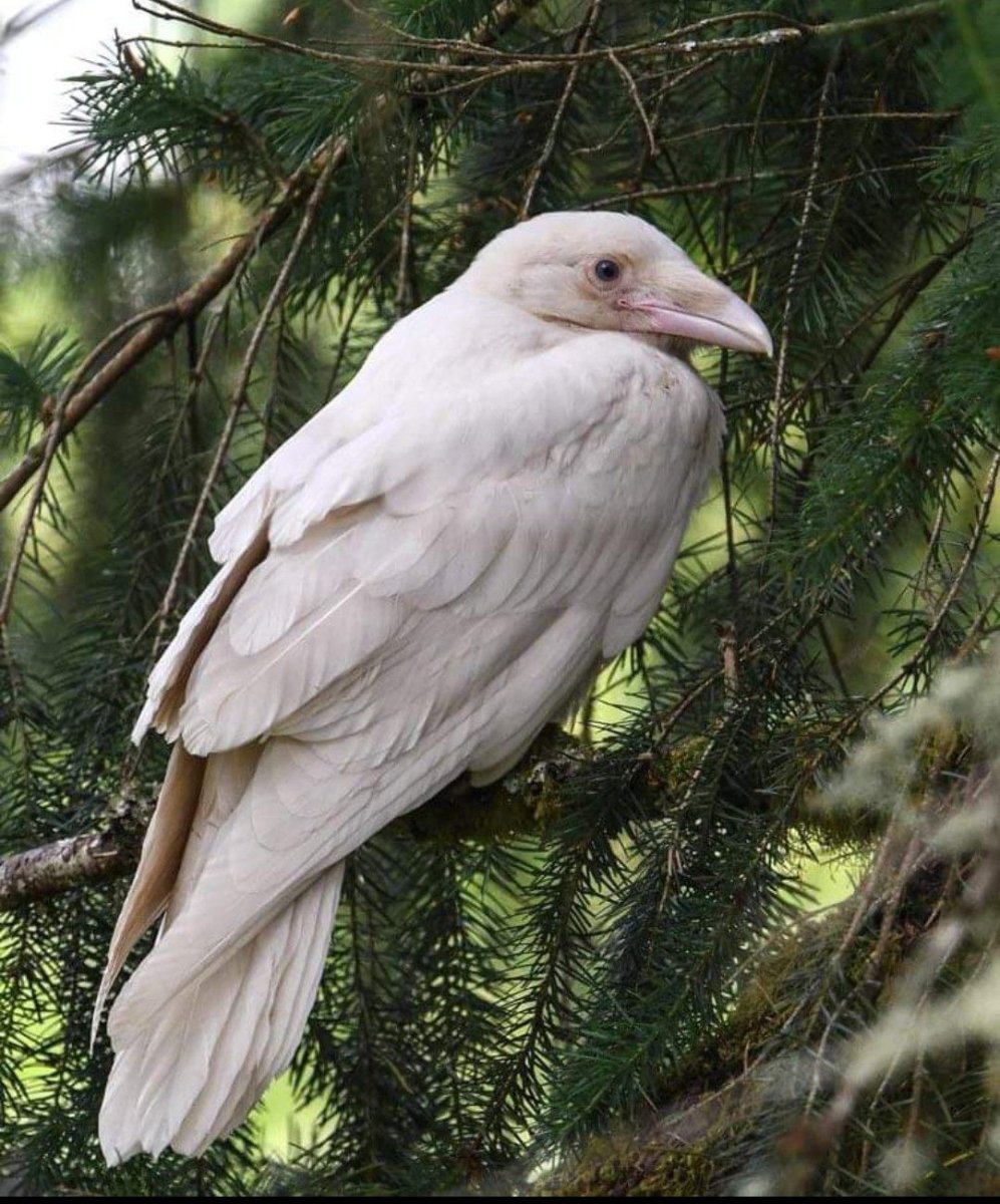 Белый ворон