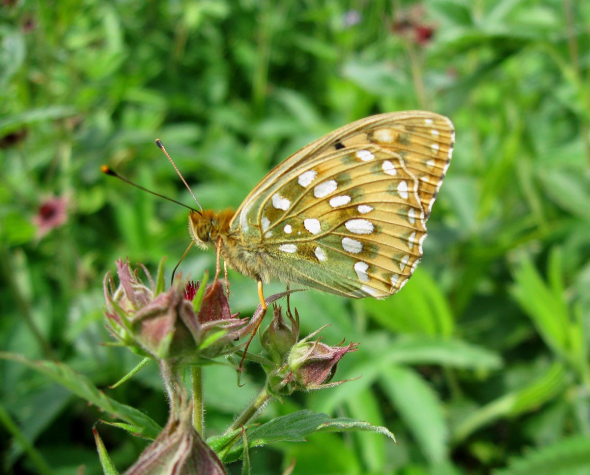 Битцевский лес бабочки