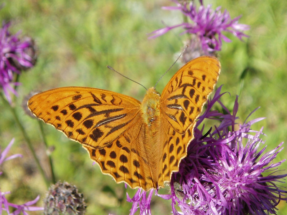 Обои с бабочками