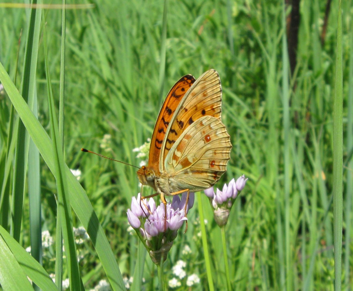Махаон бабочка в Ленинградской области