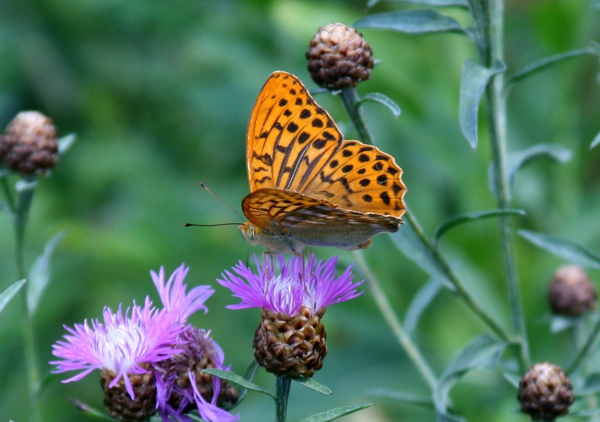 Бабочка Перламутровка Аглая