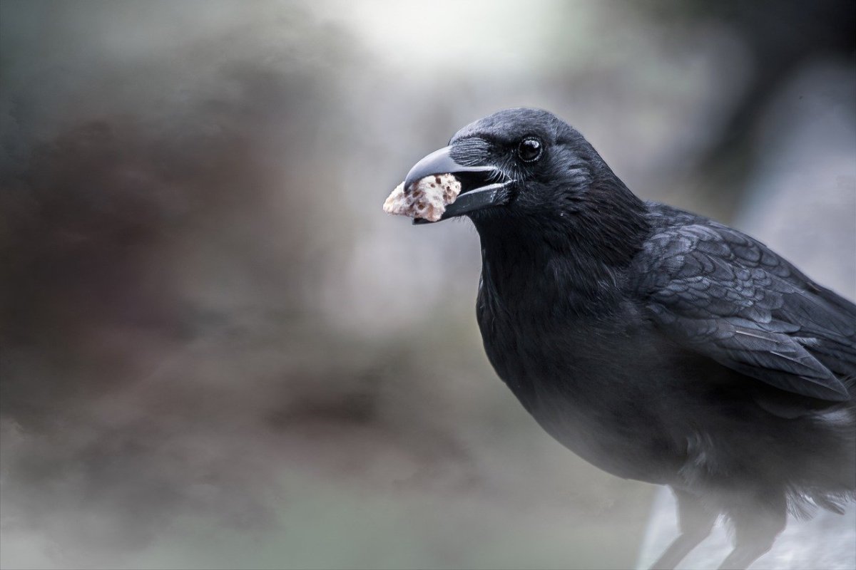 Ворон в тумане