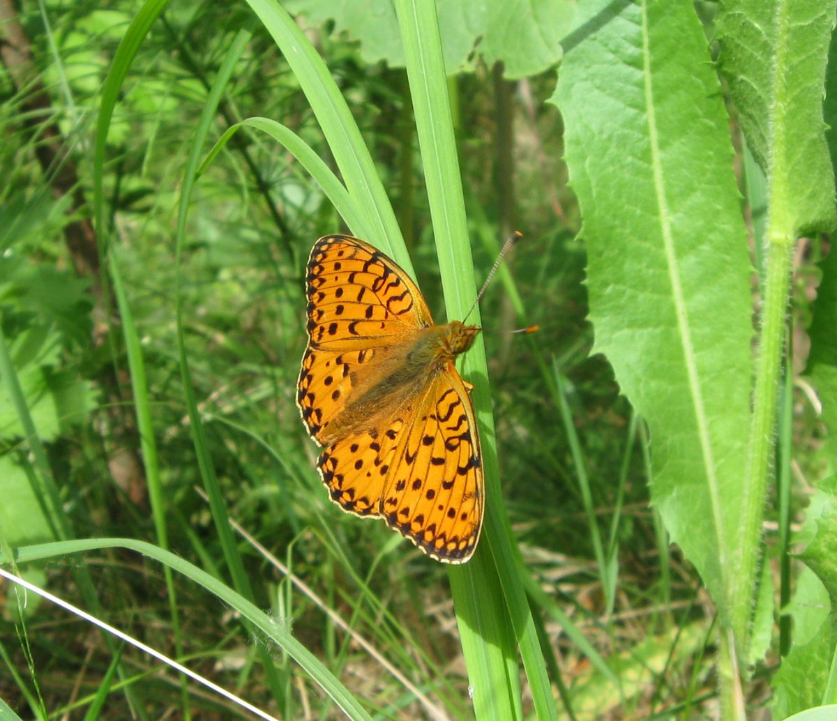 Бабочка Нимфалида Перламутровка