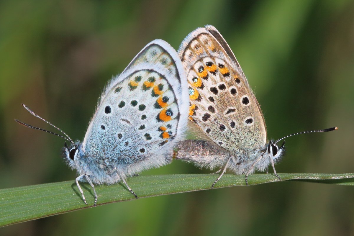 Махаон Перламутровка