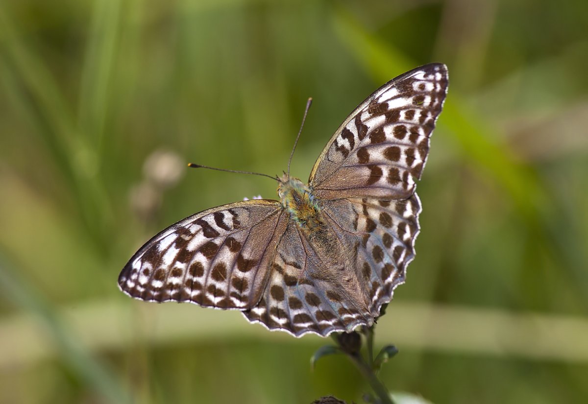 Перламутровка большая Лесная