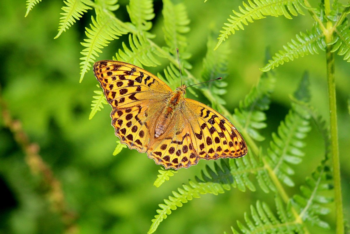Перламутровка адиппа / Argynnis adippe