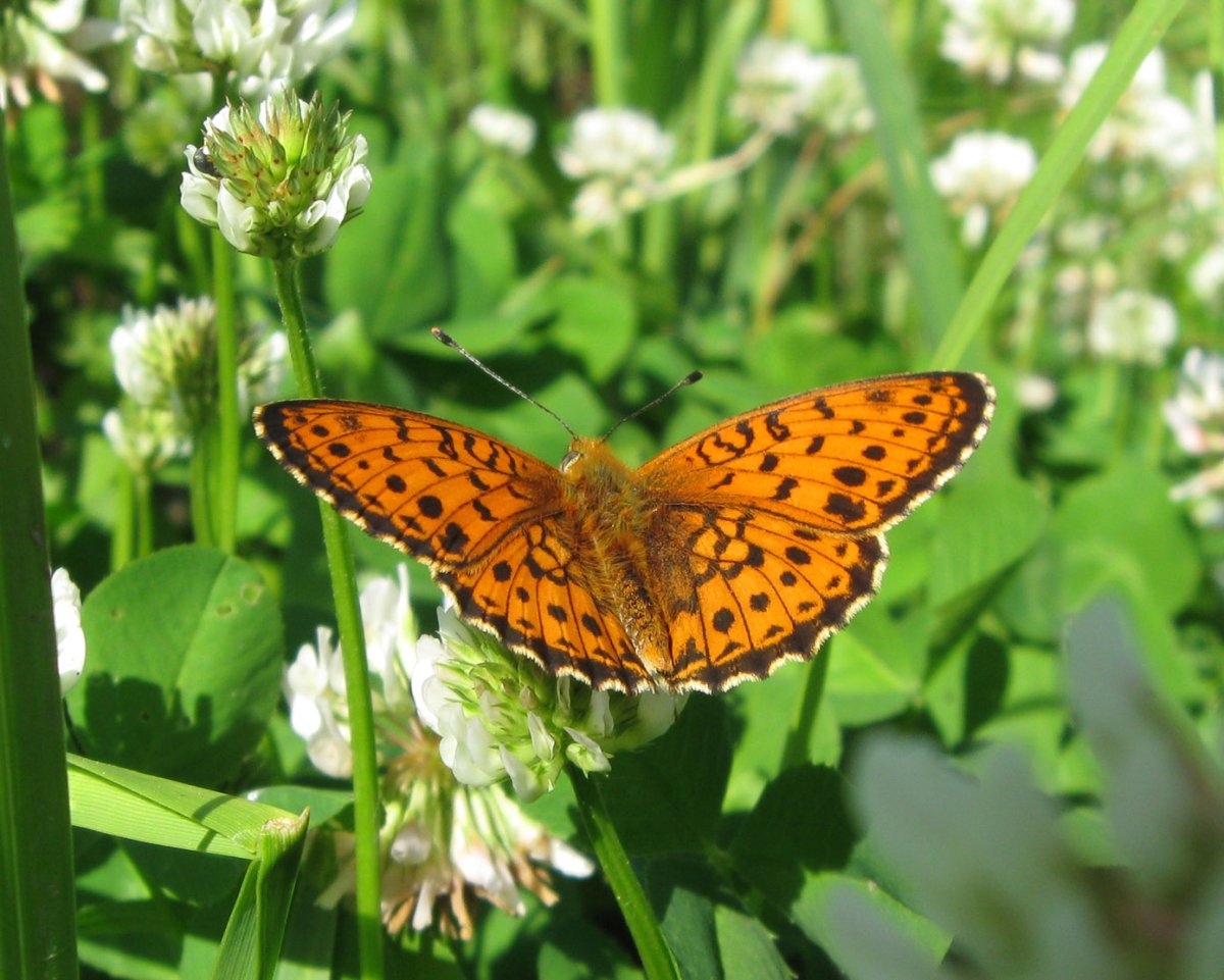 Перламутровка Аглая Argynnis Aglaja