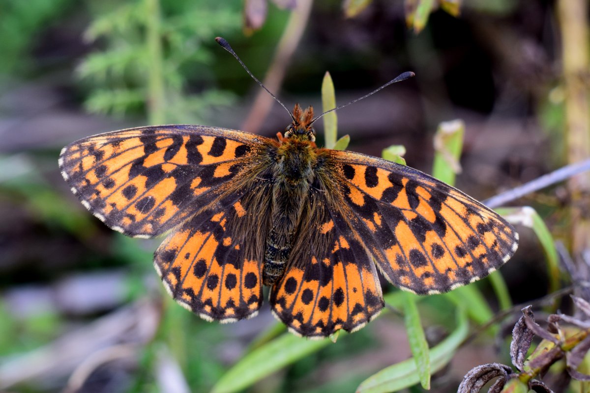 Бабочка Перламутровка личинка